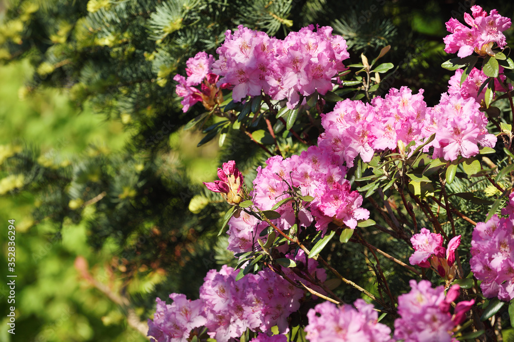 Big azalea or rhododendron in garden Big azalea or rhododendron in garden