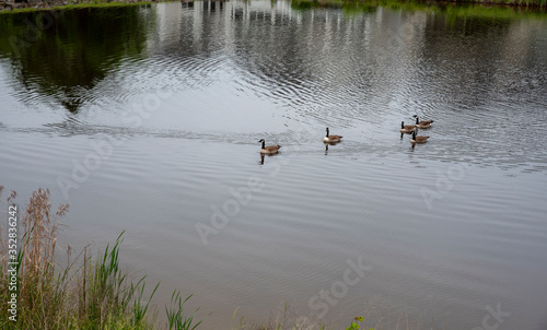 ducks on the lake