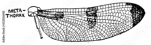 Mayfly Metathorax Section, vintage illustration.