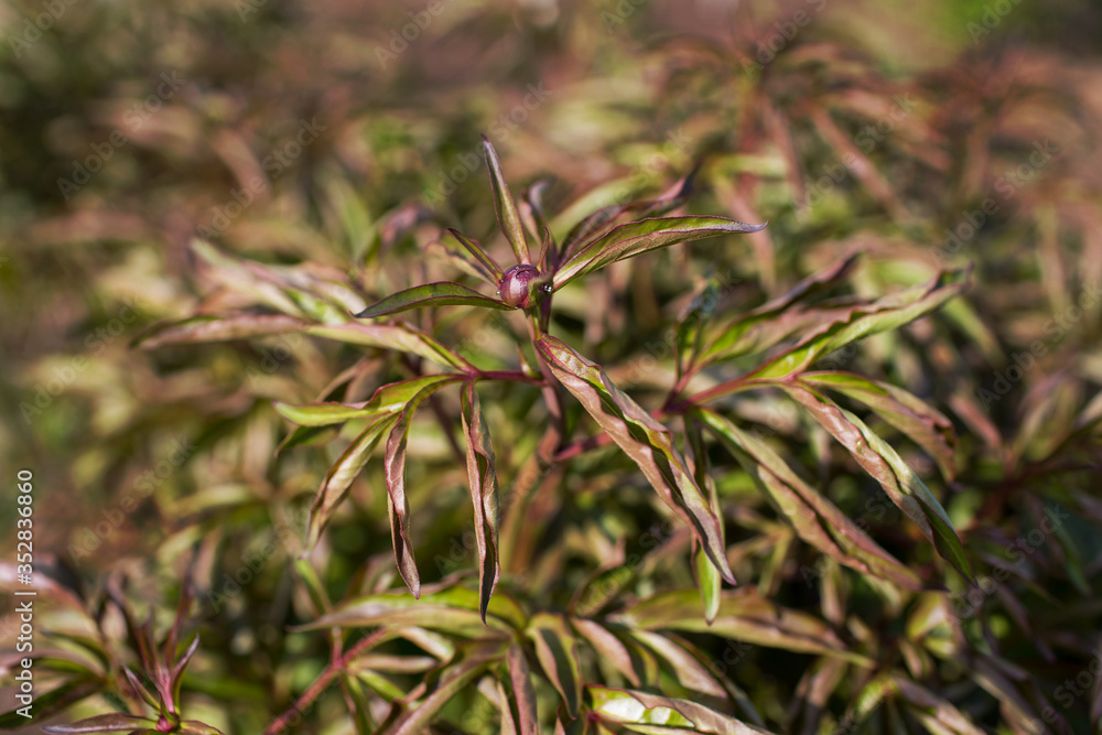 Peony blooms. Perfect natural leaves pattern. Floral background. Flat lay. Nature background. Growing plants. Eco earth concept.