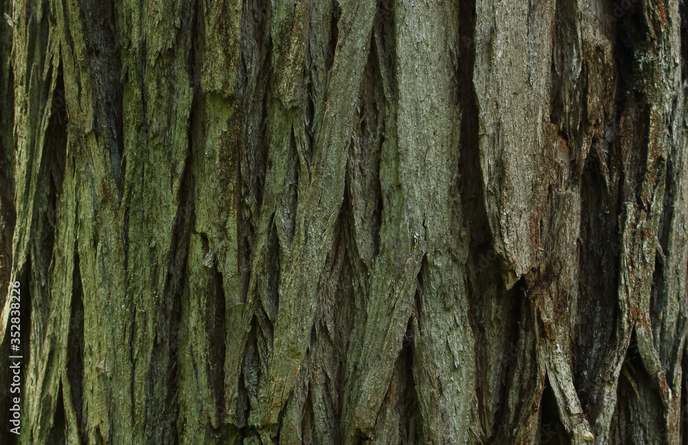 Wood bark texture. Part of a tree in daylight. Tree and its structure bark texture Wood bark texture. Part of a tree in daylight. Tree and its structure bark texture