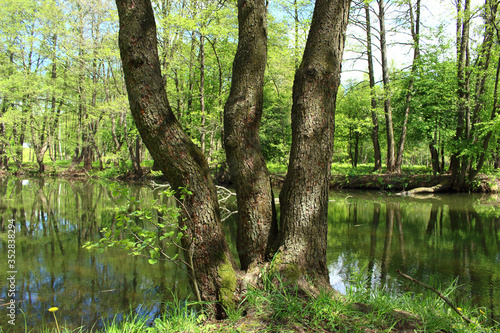 landscape of the wild nature. On the bank of the small river bushes and trees grow, the trunk of one tree lies cut by a beaver.