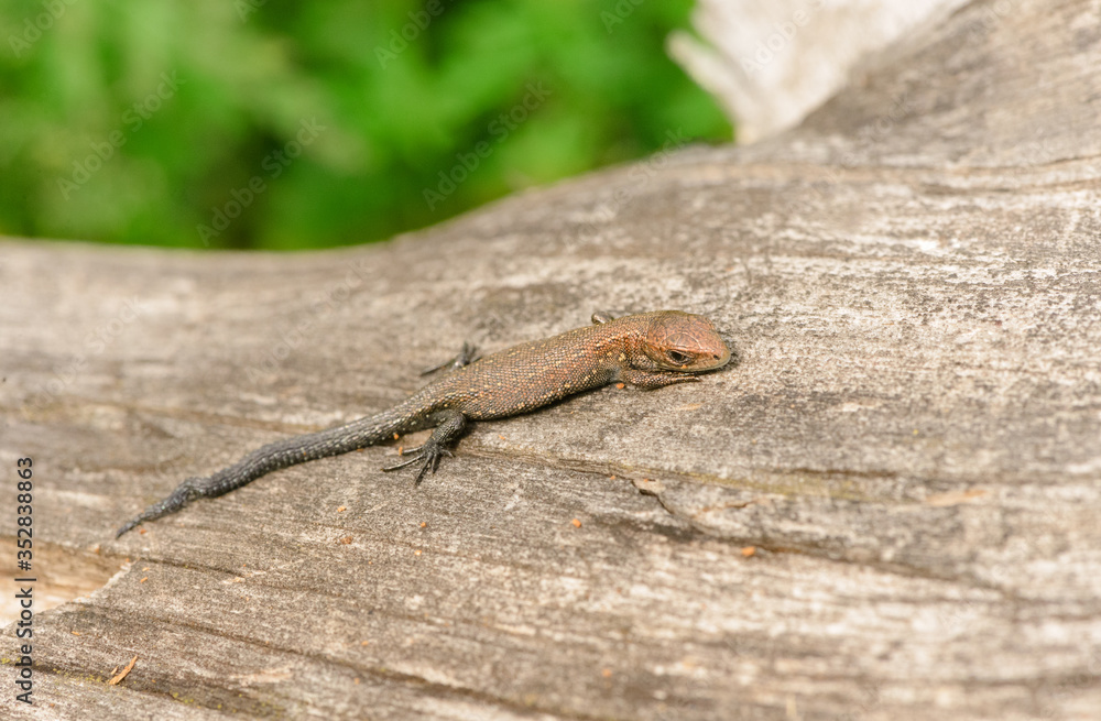 One young viviparous lizard (Zootoca vivipara) is hunting on the old log in cloudy weather. One young viviparous lizard (Zootoca vivipara) is hunting on the old log in cloudy weather.