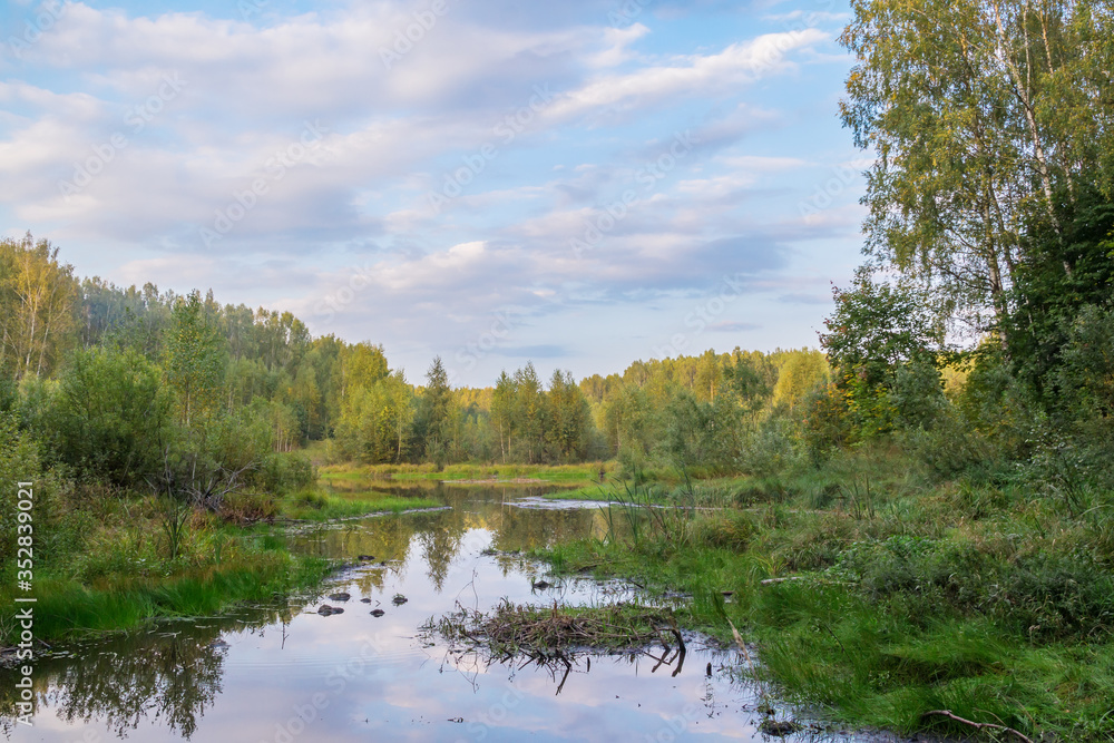 Swamp among trees in forest