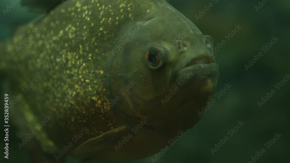 Piranha swims in an aquarium and thinks of whom to eat, macro Piranha swims in an aquarium and thinks of whom to eat, macro