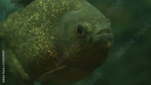 Piranha swims in an aquarium and thinks of whom to eat, macro