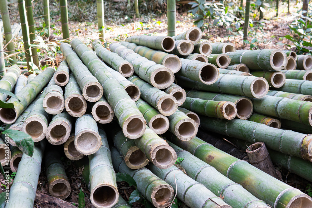 a pile of chopped bamboo ready to be materialized in a sturdy products a pile of chopped bamboo ready to be materialized in a sturdy products