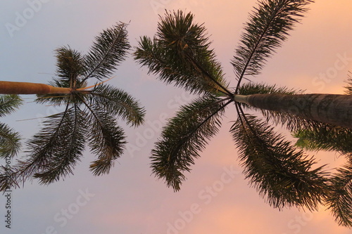 Palm tress in the afternoon © Arief
