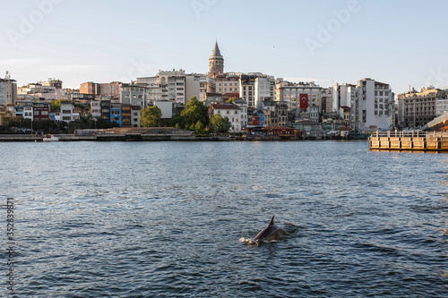 Canvas Print A group of dolphins in Istanbul