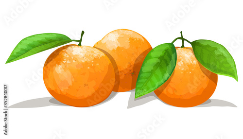 Three oranges with leafs isolated on white background. Vector illustration