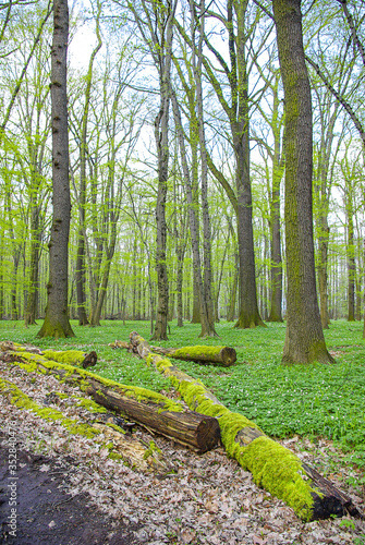 Alluvial Forest With Deadwood And Anemones photo