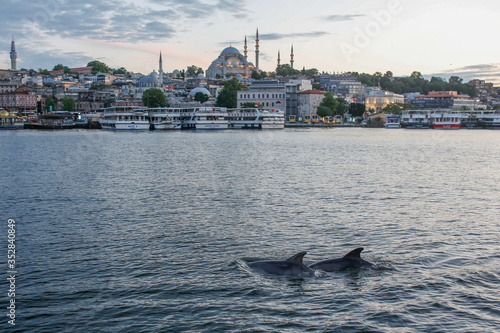 Photography A group of dolphins in Istanbul