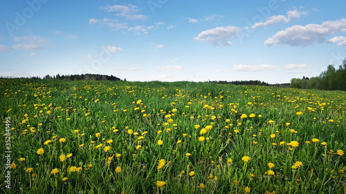 Panoramic view of fresh green grass with dandelions flowers on field and blue sky in spring summer outdoors. Beautiful natural landscape with soft focus, copy space.