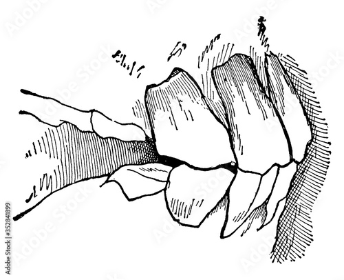 Horse Jaw, vintage illustration.