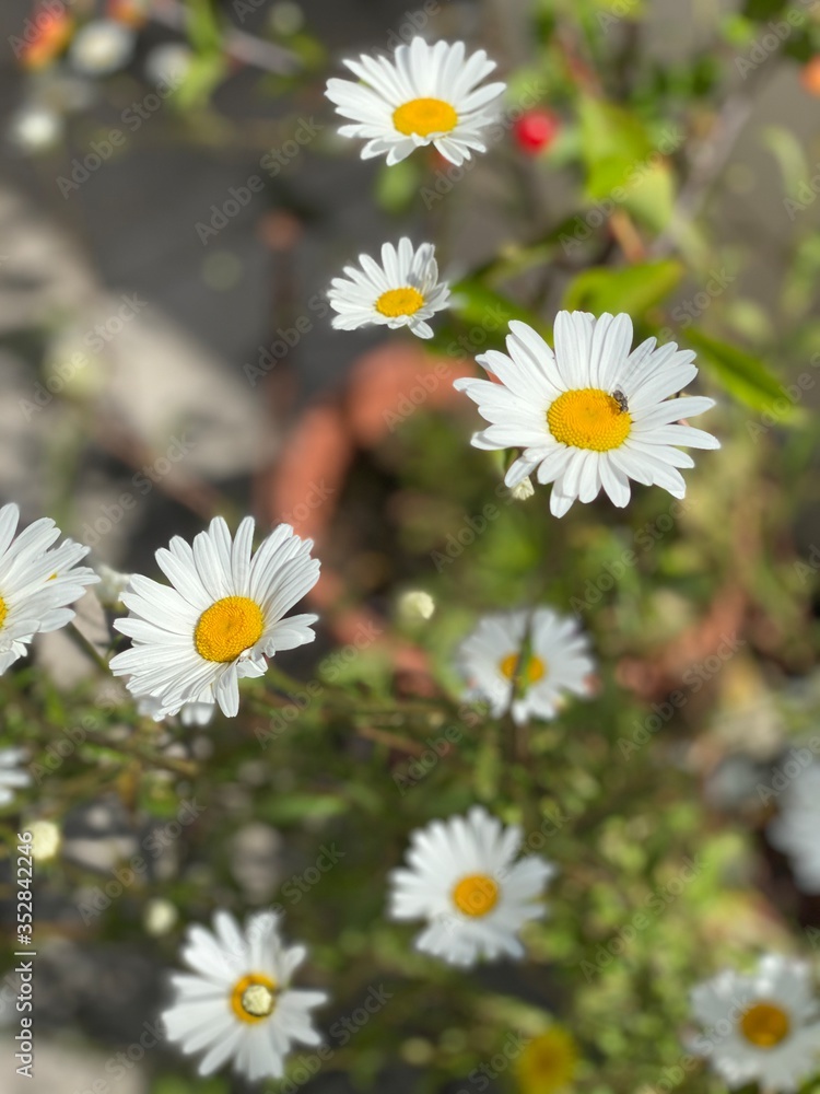 Obraz premium daisies in a field
