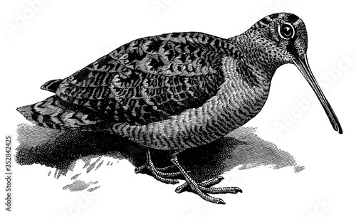 Woodcock, vintage illustration.