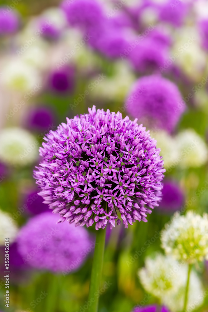 Zierlauch Lauch Allium giganteum Riesenlauch Zwiebel Pflanze Garten dekorativ lila violett Kugel rund Ball Schnittblume Sommer doldig Dolde Blickfang Geruch Botanik Pflanze Nahaufnahme Details Makro
