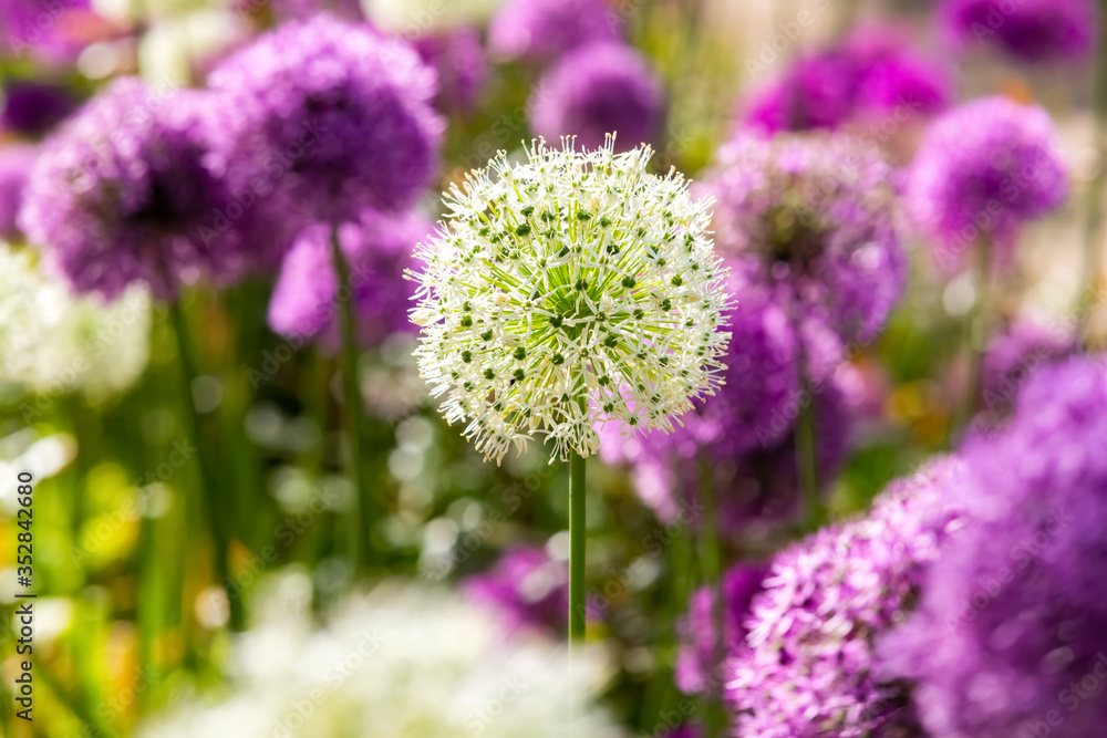 Zierlauch Lauch Allium giganteum Riesenlauch Zwiebel Pflanze Garten dekorativ weiß lila violett Kugel rund Ball Schnittblume Sommer doldig Dolde Blickfang Botanik Pflanze Nahaufnahme Details Makro Zierlauch Lauch Allium giganteum Riesenlauch Zwiebel Pflanze Garten dekorativ weiß lila violett Kugel rund Ball Schnittblume Sommer doldig Dolde Blickfang Botanik Pflanze Nahaufnahme Details Makro
