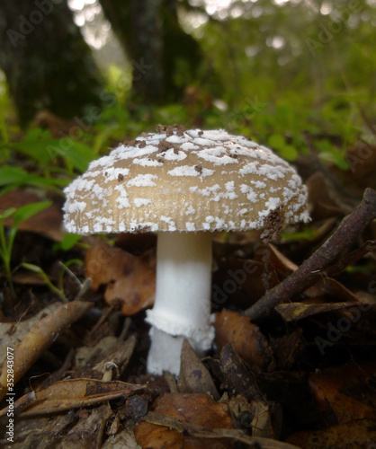 Close-up view of a dangerous mushroom