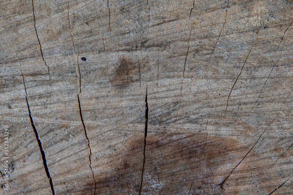 The wooden cut texture closeup with cracks. Natural background The wooden cut texture closeup with cracks. Natural background
