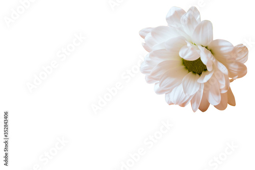 White camomile isolated on a white background. Close-up.