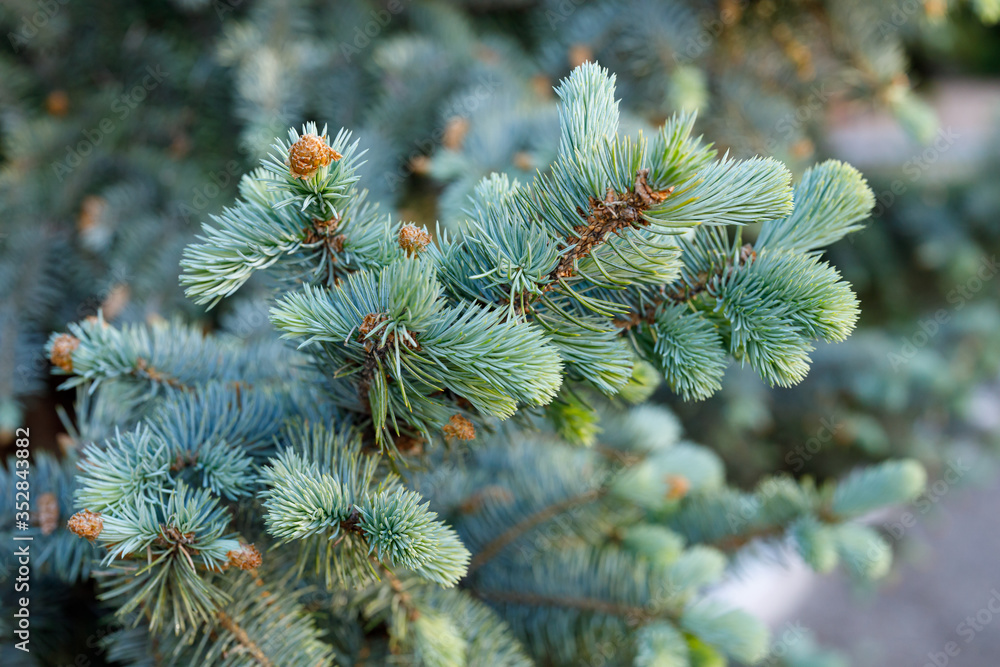 A coniferous branch with young shoots of green needles and small cones. Shooting a close-up of fresh green spruce branches.