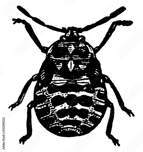 Cabbage bug, vintage illustration.