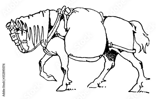 Horse, vintage illustration
