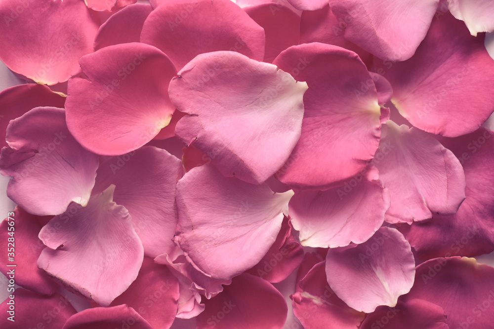 Close up rose petals spread random on the floor. Pink rose leaves isolated for background. Wedding or valentine's day creative texture concept. Close up rose petals spread random on the floor. Pink rose leaves isolated for background. Wedding or valentine's day creative texture concept.