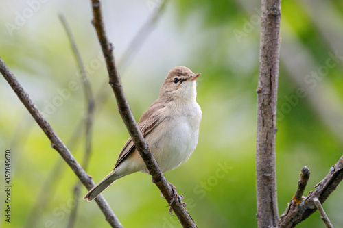 Booted warbler iduna caligata sitting on branch of tree. Cute little meadow songbird in wildlife.