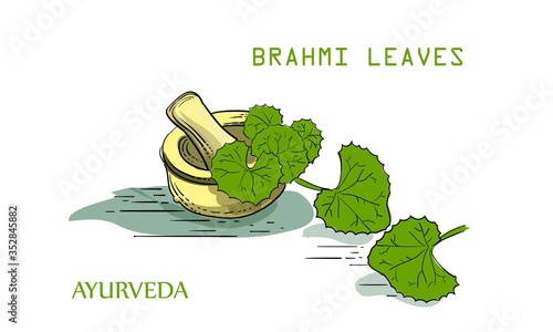 brahmi leaves ayurveda medicine vector illustration