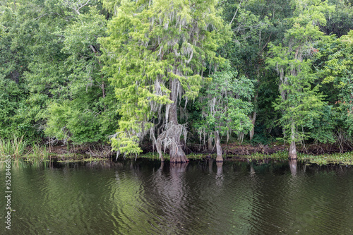 Moss covered tree along calm river in rural Louisiana on sunny day