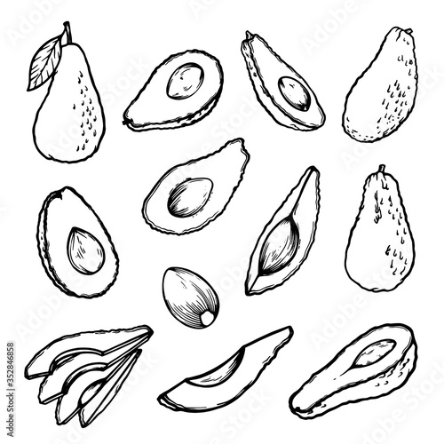 Avocado hand drawn set. Tropical fruit whole with leaf, in section, sliced, half, seed.