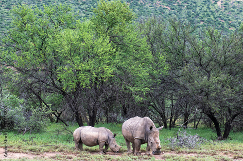 Dehorned White rhino mother and calf amongst open acacia veld in the Karoo