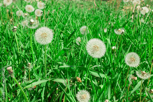 Fluffy round dandelions in the yard in the clearing. Spring concept