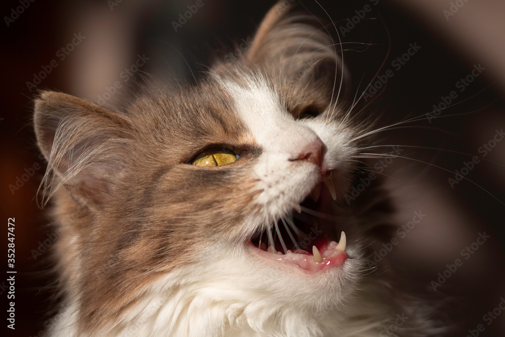  yawning cat in a house with a blurry background