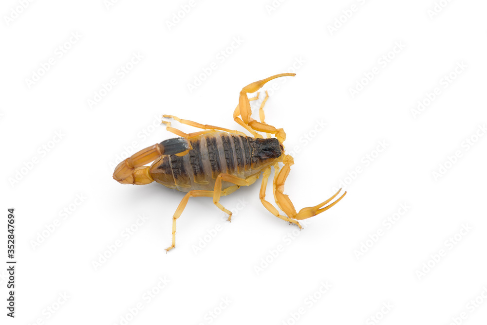 Yellow deadly dangerous scorpion top view isolated on white background Yellow deadly dangerous scorpion top view isolated on white background