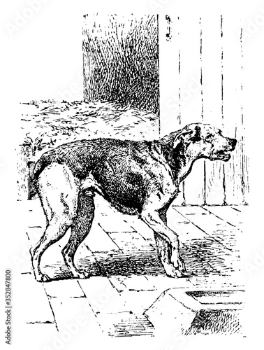 Dog, vintage illustration.