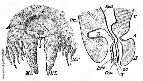 Aurelia Aurita, vintage illustration.