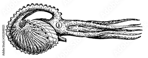 Argonauta argo, vintage illustration.