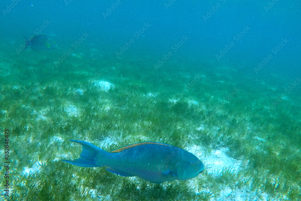 Underwater world. Fish. Ocean. Marine life. Wildlife Underwater world. Fish. Ocean. Marine life. Wildlife