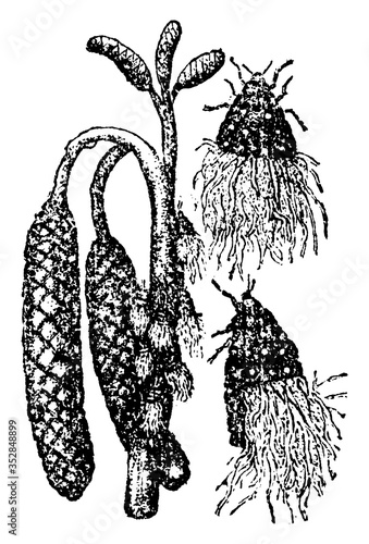 Wooly Aphid, vintage illustration.