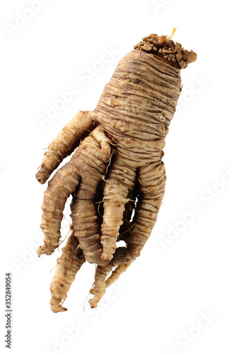 Closeup of Adenophora Stricta root, Campanuloideae, Adenophora on white background photo