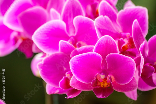 Close up of white and purple orchids, beautiful Phalaenopsis streaked orchid flowers, selective focus