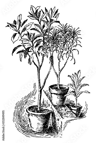 Approach Grafting, vintage illustration.