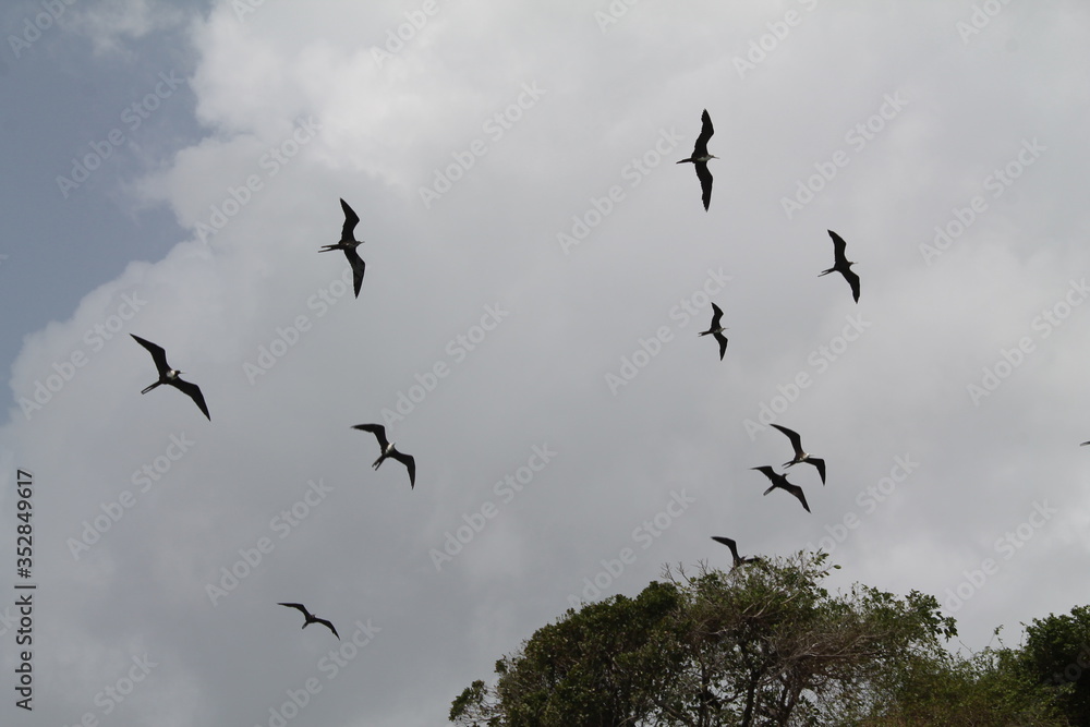 Wildlife. Birds. Birds in the wild. Birds in the zoo. Wildlife. Birds. Birds in the wild. Birds in the zoo.