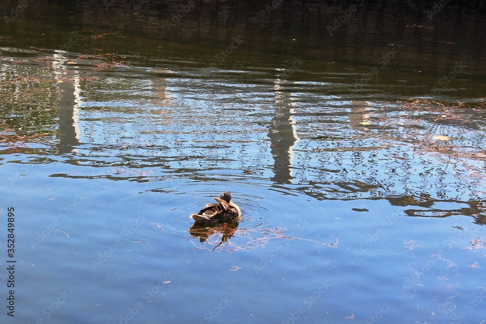 Wildlife. Birds. Birds in the wild. Birds in the zoo. Wildlife. Birds. Birds in the wild. Birds in the zoo.