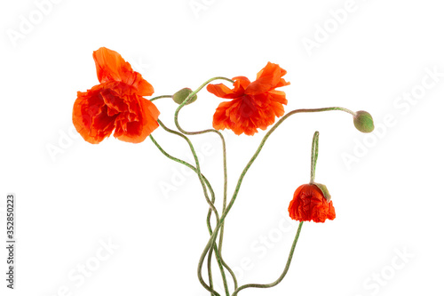 Flowering red garden poppy and undiscovered green buds  isolated