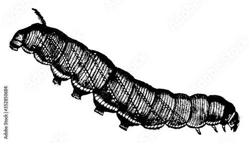 Hawk Moth, vintage illustration.