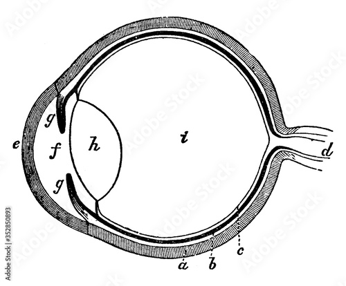 Human Eye, vintage illustration.
